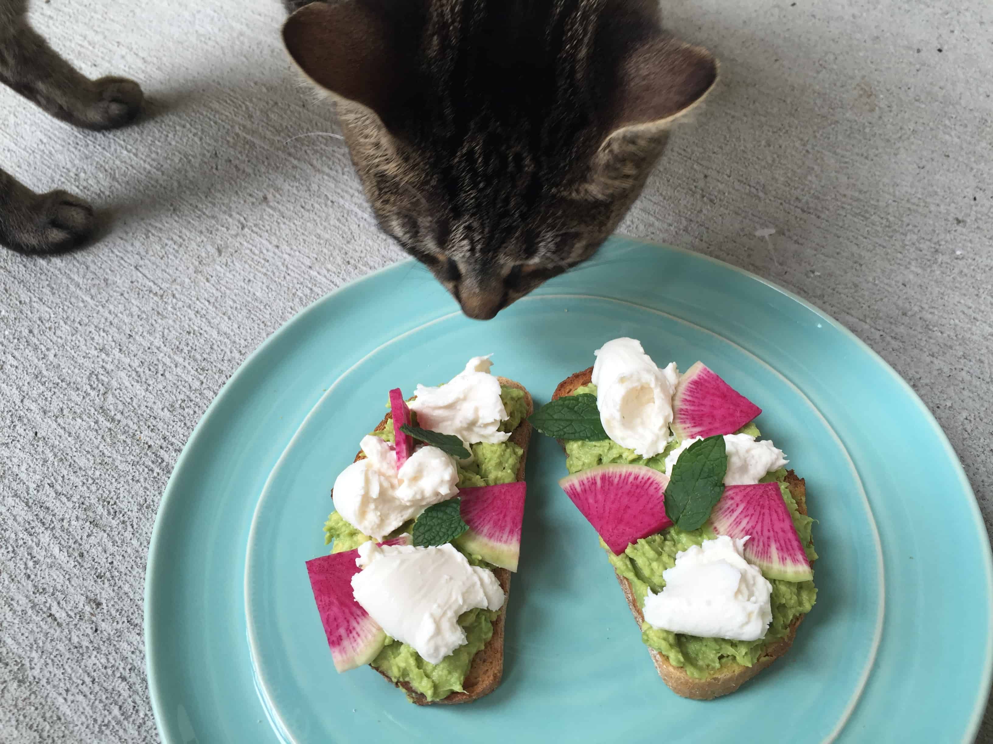 Avocado Burrata Toast + Luna