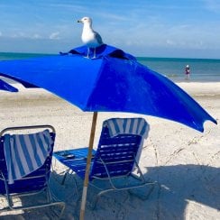 Blue umbrella over two blue chairs and a white bird