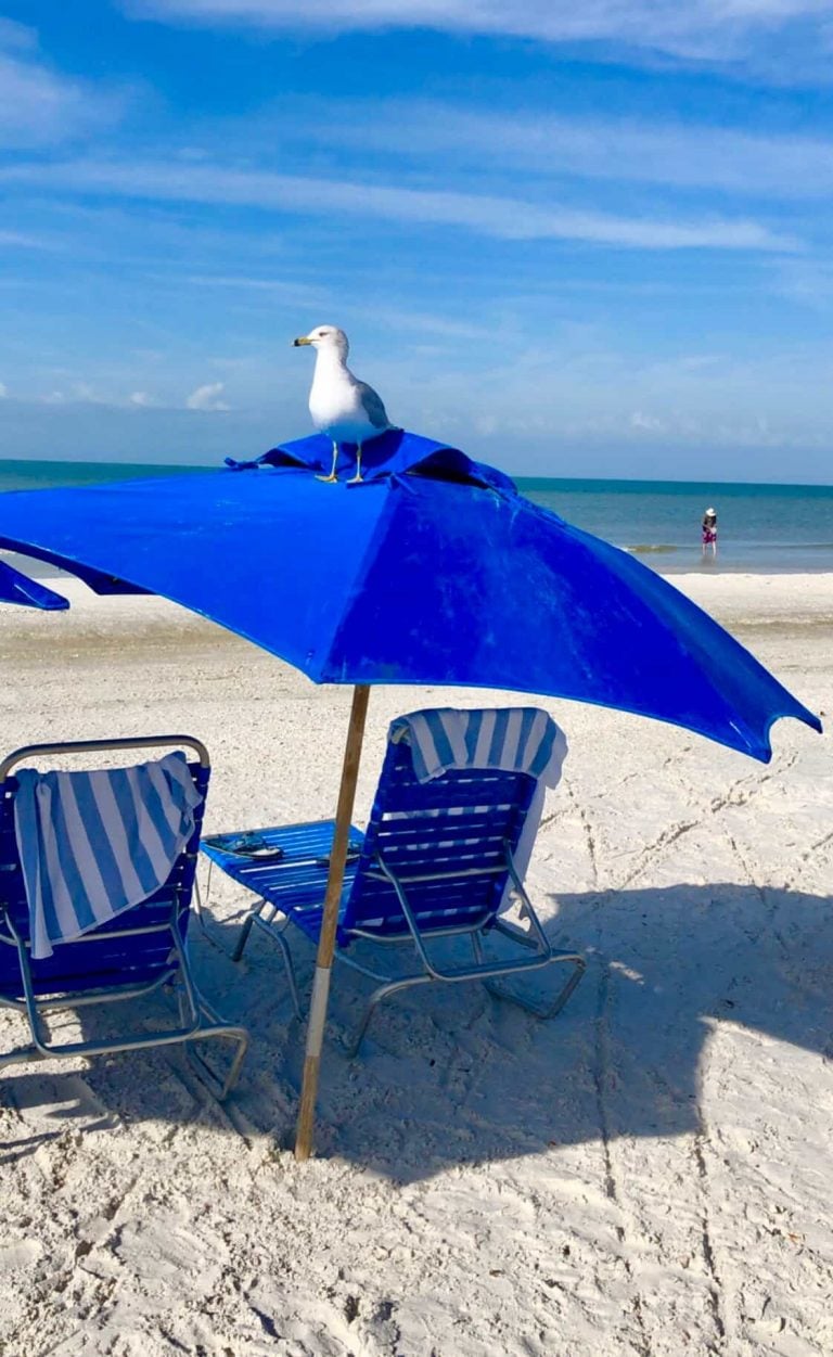 Blue umbrella over two blue chairs and a white bird