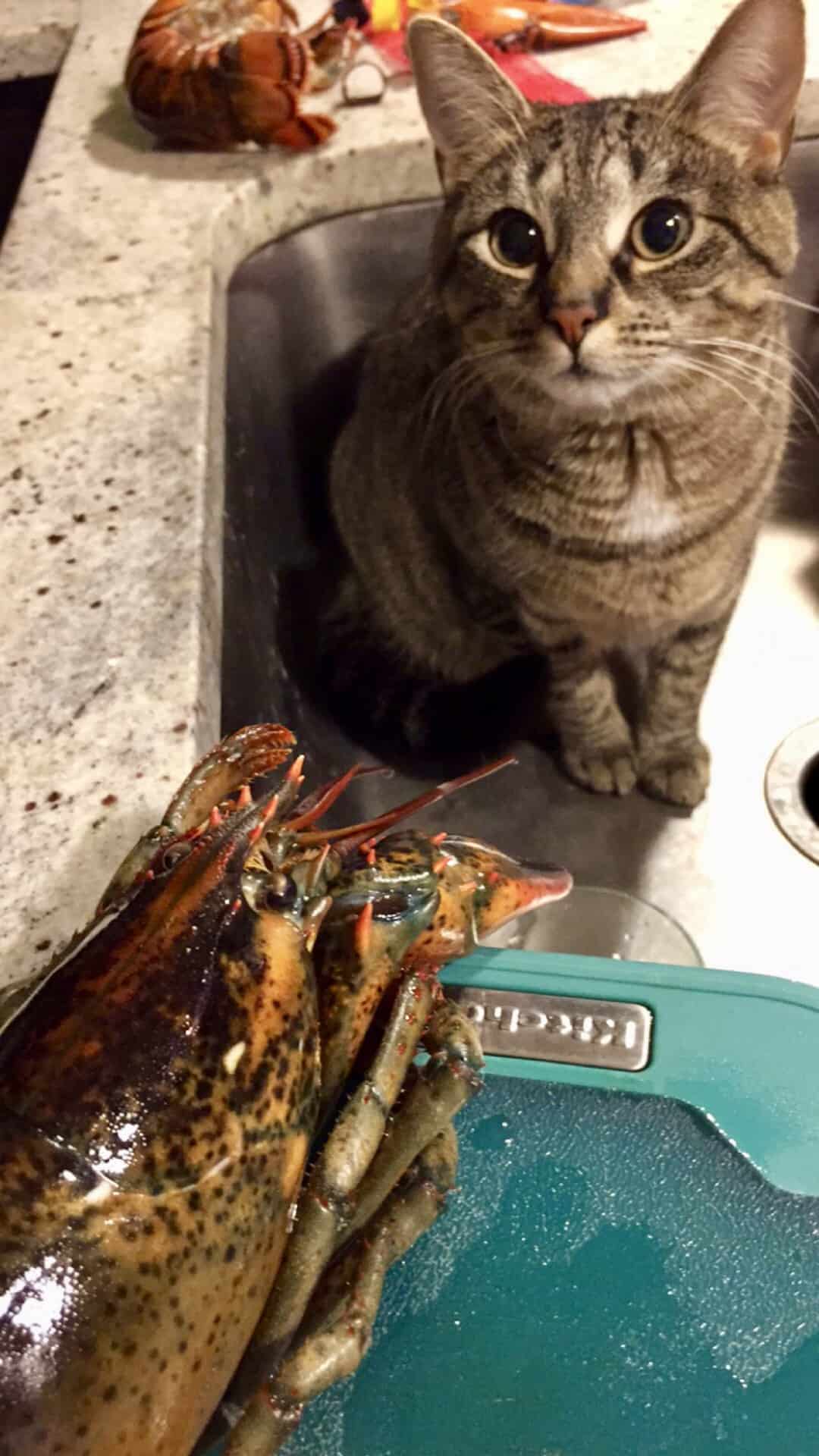 Cat sitting in sink next to lobster