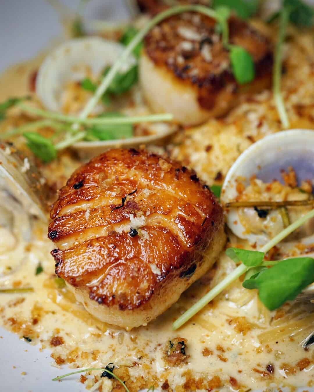 Close up of seared scallops with clams 