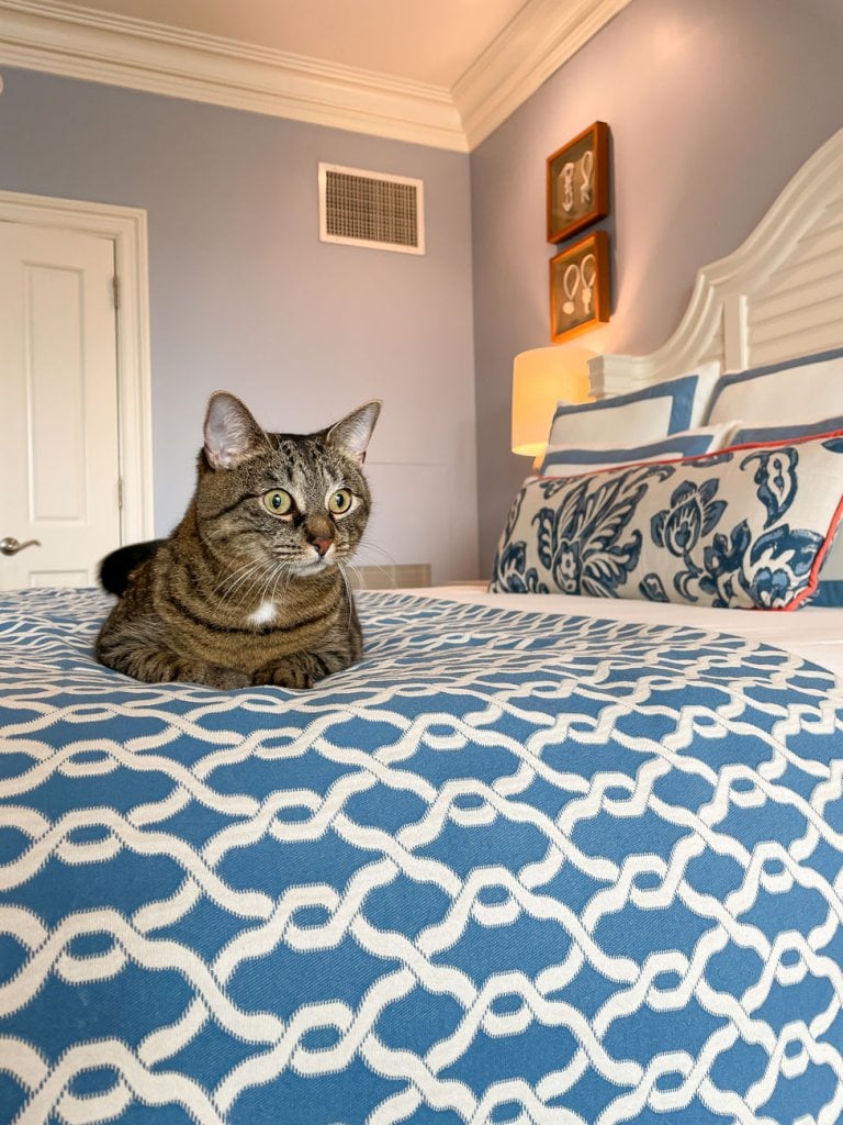 cat sitting on a bed
