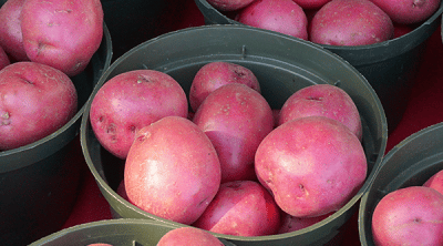 types of potatoes pinterest short pin
